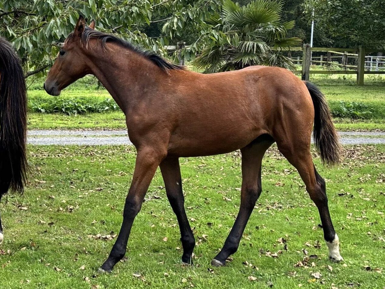 Prince D’Angio